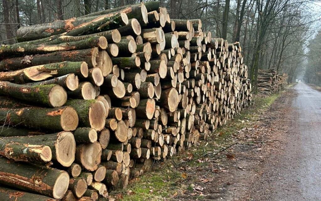 Legname di betulla e castagno certificato PEFC, trasportato su camion – 60 m³ – foto 5