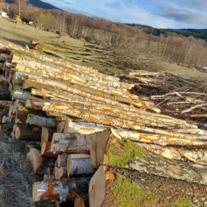 Legname di betulla e castagno certificato PEFC, trasportato su camion – 60 m³