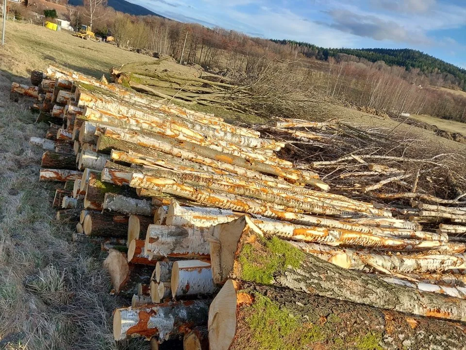 Legname di betulla e castagno certificato PEFC, trasportato su camion – 60 m³