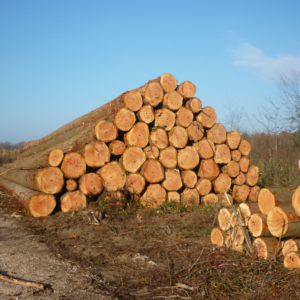 Legna da ardere – Abete di Douglas