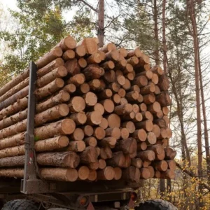 Tronchi di faggio, carico completo di camion, 50 metri cubi