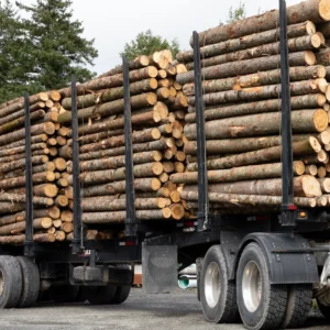 Tronchi di castagno, carico di camion da 50 tonnellate
