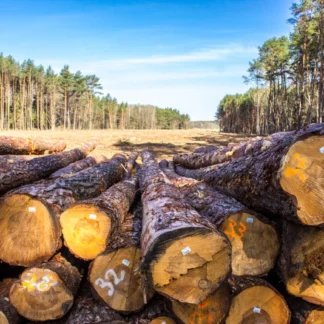 Bois de grume – Pin