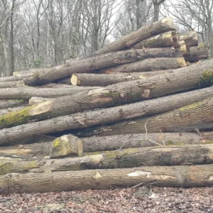 Tronco di quercia