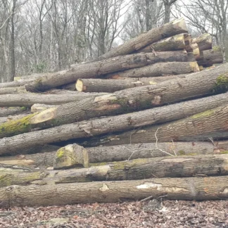 Bois de grume – chêne