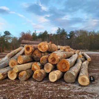 Bois de grume – Hêtre
